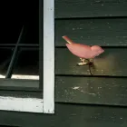 Udendørs væglampe i emaljeret toscansk majolica Made in Italy - Uccellino Viadurini