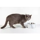 Hunde og katte skål i hvid Carrara-marmor fremstillet i Italien - Ciotta Viadurini