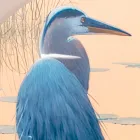 Sammensætning af træmalerier med fugletryk lavet i Italien - Belize Viadurini