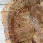 Stående stående håndvaske af fossilt træ badeværelse, unikt design Viadurini