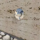 2W rustfrit stål forsænket udendørs led markør 4 stk - Elisir Viadurini