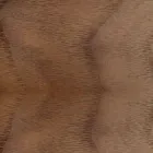 Polstret stol med egetræ Base Made in Italy - Sebastian Viadurini