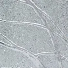 Rektangulært væg spejl lavet af gran træ lavet i Italien Achille Viadurini