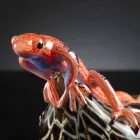 Figur i form af en firben på en sten i farvet glas fremstillet i Italien - Certola Viadurini